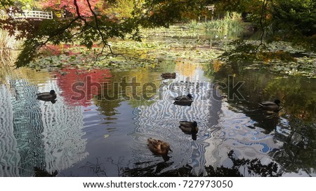 Ducks on the water at the public garden. Royalty-Free Stock Photo #727973050