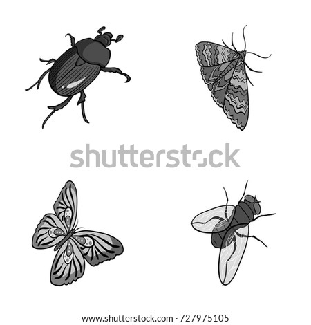 Arthropods insect beetle, moth, butterfly, fly. Insects set collection icons in monochrome style vector symbol stock isometric illustration web.