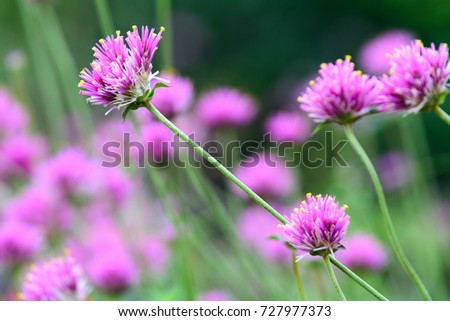 'Fireworks' ; Gomphrena pulchella / Gomphrena globosa (Globe Amaranth, Bachelor Button) ; An outstanding unique flower with long stalk, intense hot round pink pom-poms tipped with gold top. close up