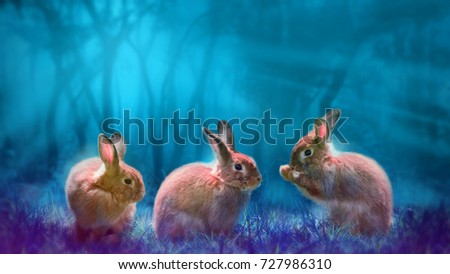 Rabbits in forest Moonlight for easter Background