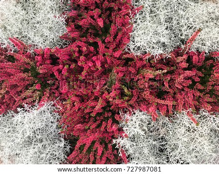 Red cross made of red and white calluna.