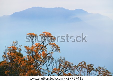 Autumn forest with yellow leaves and mountains in the background. Ba Na Hills, Da Nang, Vietnam.