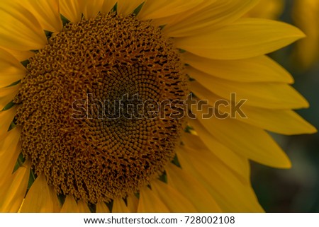 Bright sunflower in field of yellow sunflowers