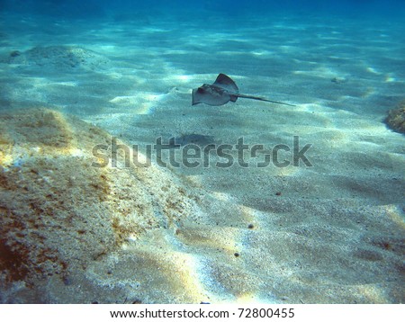 Common sting ray, Dasyatis pastinaca, underwater swimming above sandy seabed in the Mediterranean sea, Costa Brava, Catalonia, Spain