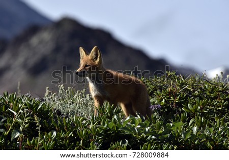 The young Fox on the mountain tundra