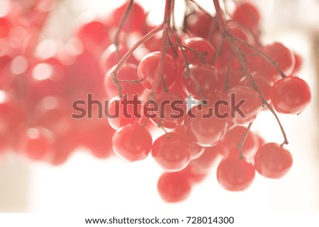 Red berries of viburnum. Close-up with blur effect. Abstract autumn background. Fall backdrop.