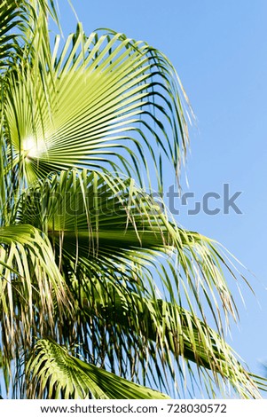 palms sky clouds, landscape