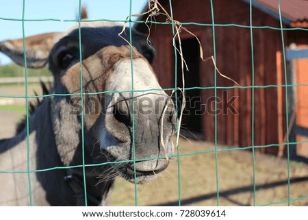Donkey behind the fence in zoo