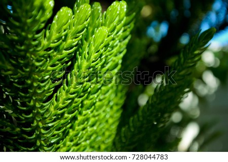 Pine tree leaves are touched by the sunlight. Make it has a bright green, feel fresh when look at it. Selected focus.