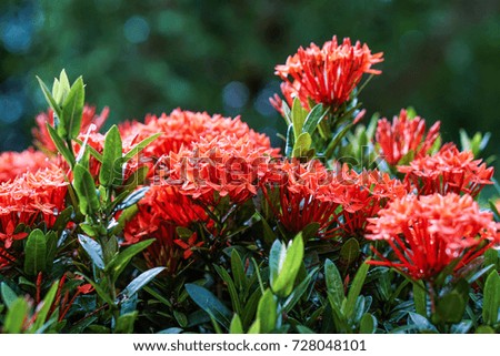 red pink orange ixora spike flower green leaf rain drop  