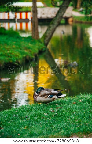 Wild ducks sleeping at the city park next to the park lake 
