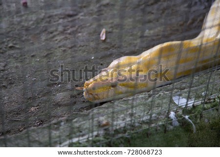 Yellow Python in cage, Bohol, Philippines.