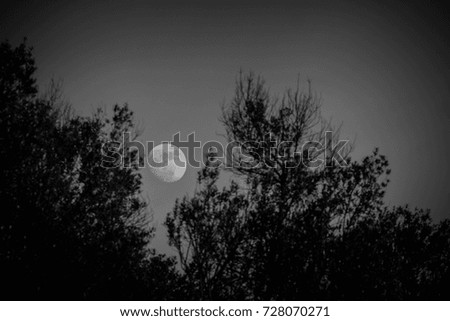 The moon rises from the trees in black and white
