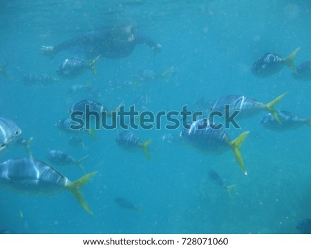 Diving in Great Barrier Reef, Queensland, Australia