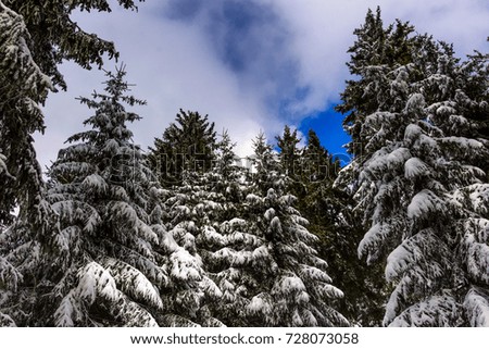 Winter outdoor nature scenic impression color image taken in a forest with heavy snow on a group of trees on a sunny day with a view towards upwards the blue sky with clouds