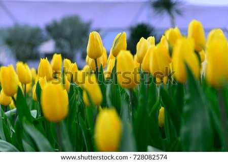 Colorful Tulips flower .Tulips flower background for your work .