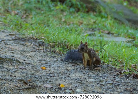 brown squirrel in the park