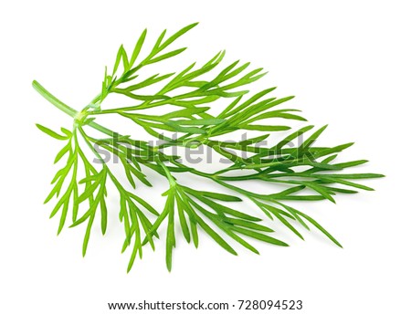 Dill. Fresh dill isolated. Royalty-Free Stock Photo #728094523