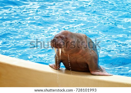 Young walrus at the zoo gets out of the pool.