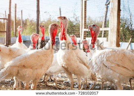 Turkey-cocks on a traditional poultry farm. Agriculture.