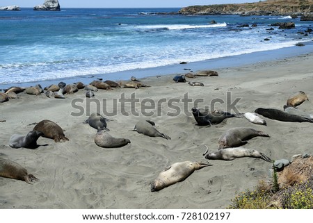 Sea Elephants on the Pacific Coast, California, USA
