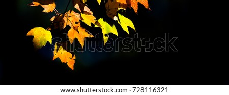 Close-up vibrant leaves changing color during fall season in Mesa, Arkansas, USA. Natural backlit light, soft and selective focus with bokeh. Colorful autumn foliage again dark background. Panorama.