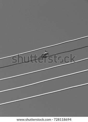 birds and wires