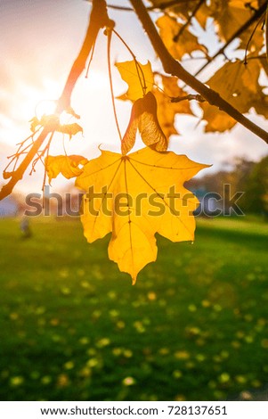Beautiful yellow leaves on a maple tree close up