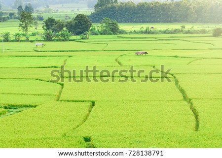 View of green rice paddy background in raining season at Nan Province, Thailand.