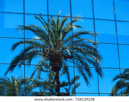 Palm coconut trees on a reflection on glass windows of a modern building Spain 