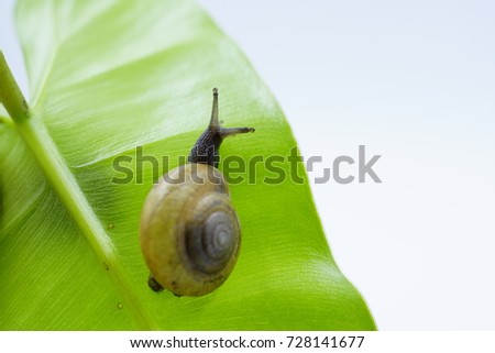Close up picture of baby snail on green leaf isolated on white background