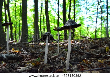 Coprinopsis picacea mushroom in the forest,Autumn mushroom,Coprinopsis picacea is a species of fungus in the Psathyrellaceae.
