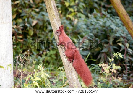 Red squirrel on tree in the wild.