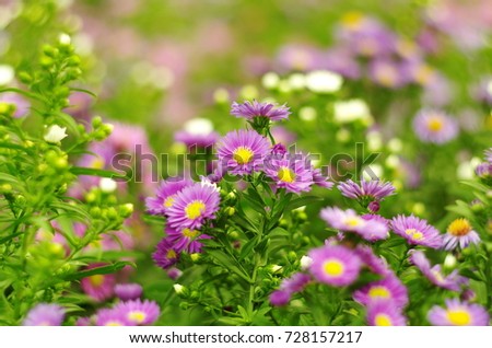 Asters. Asters novi-belgii. New York aster. blurred background with soft focus. Autumn flowers

