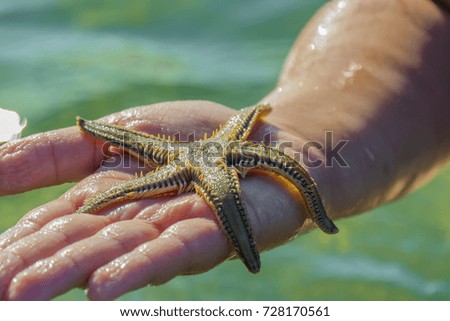 female hand holding sea star closeup