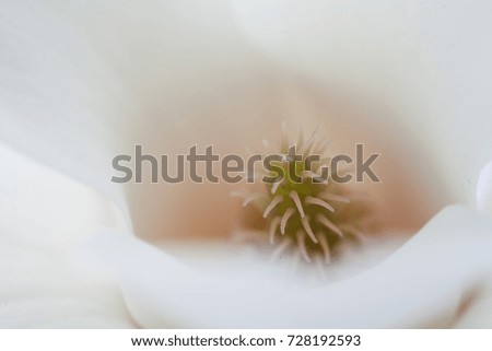 Magnolia Beautiful flowers in a white background