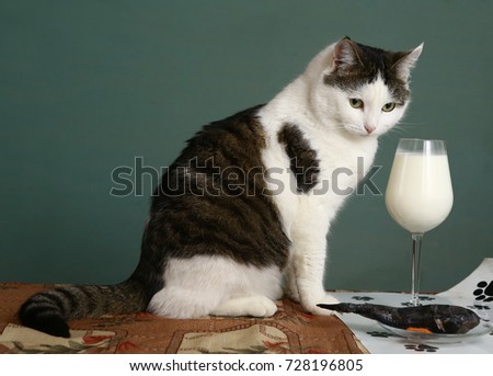 cat in bow in the pet restaurant with milk in wine glass and raw whole fish close up photo