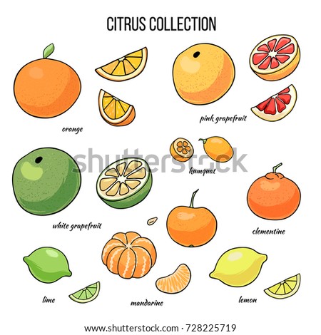 Set of vector illustration of juicy isolated outline colorful citrus fruits - orange, grapefruit, lemon, lime,mandarin, tangerine, kumquat
