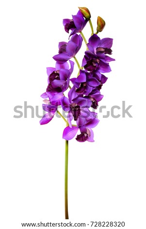 violet orchid close up on the white background. decorative flower