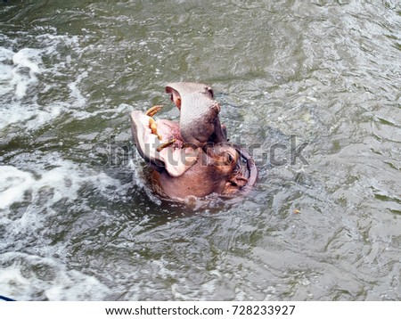  Hippopotamus (Hippopotamus amphibius) open mount  waiting for food in natural zoo, beautiful wildlife animal with selective focus.