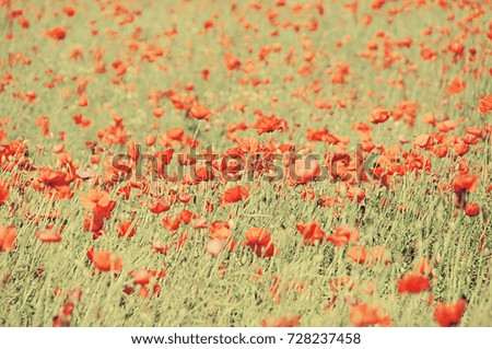 red poppies on a summer meadow on a sunny day in Poland