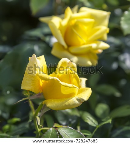Beautiful yellow rose flowers in a garden.