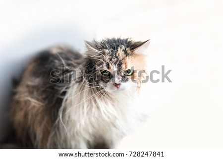 Close up of a Funny wet cat. Copyspace.