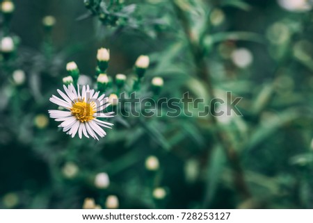 Wild white daisy flowers Nature Background
