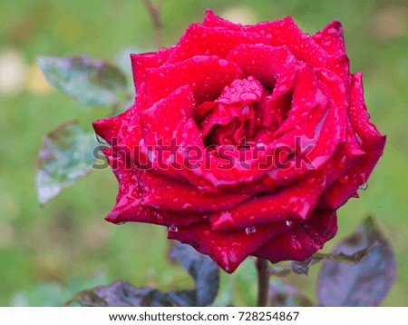 Rain drops on an autumn red rose