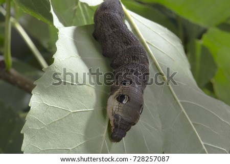 Caterpillar of Deilephila elpenor, crawling on a light green leaf. Macro.