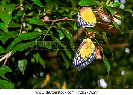 Yellow, red and black butterfly move out pupa in green blurry leaves.