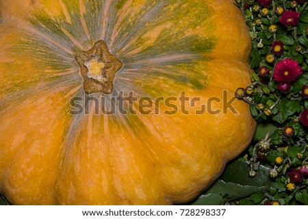 Symmetrical pumpkin yellow green close-up. Autumn texture of a large pumpkin bright chrysanthemum on the left, bright picture