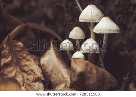 Picture of little mushrooms taken during a walk in the wood. Italy