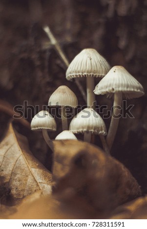 Picture of little mushrooms taken during a walk in the wood. Italy